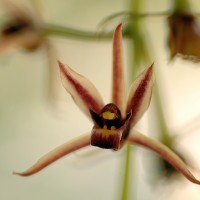 Cymbidium bicolor Lindl.